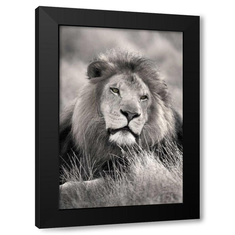 Pride of the Black Modern Wood Framed Art Print by Delimont, Danita