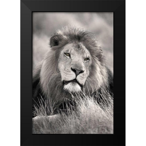 Pride of the Black Modern Wood Framed Art Print by Delimont, Danita