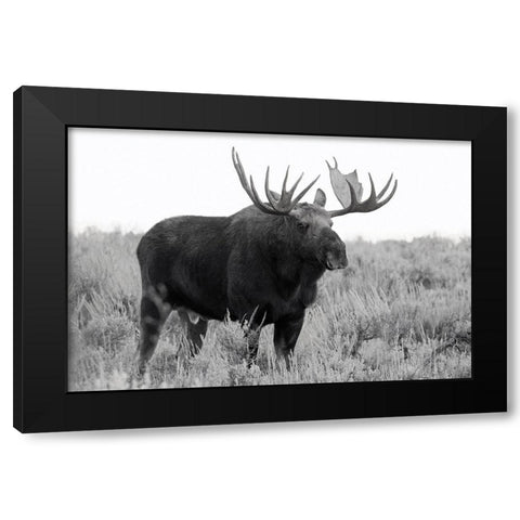Grand Teton Bull Moose Black Modern Wood Framed Art Print with Double Matting by Wild, JandJ
