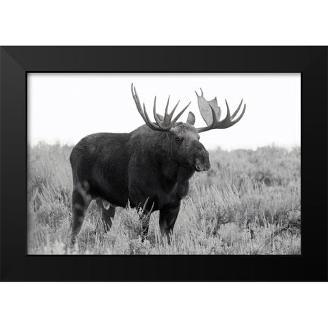 Grand Teton Bull Moose Black Modern Wood Framed Art Print by Wild, JandJ