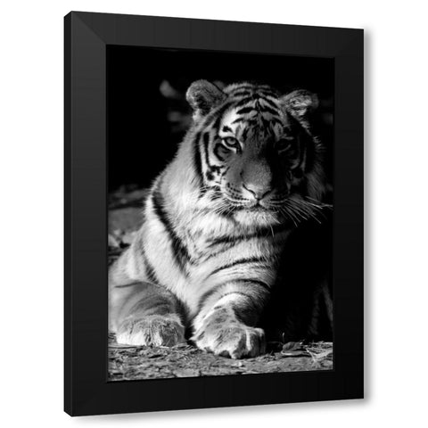 Tiger Repose Black Modern Wood Framed Art Print by Delimont, Danita