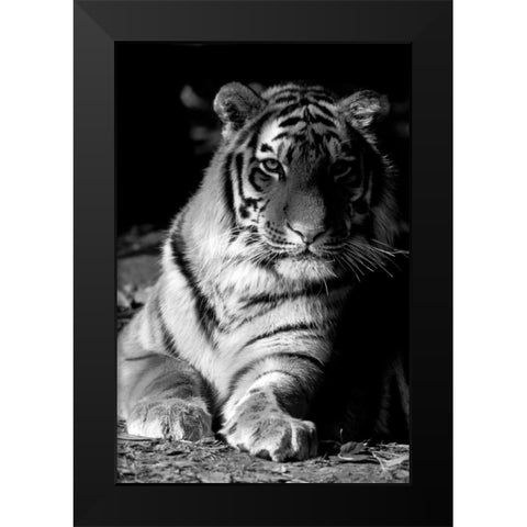Tiger Repose Black Modern Wood Framed Art Print by Delimont, Danita