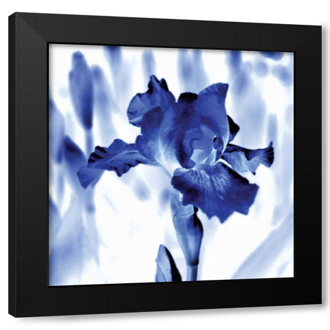 Blue Ice Iris Black Modern Wood Framed Art Print by Donovan, Kelly