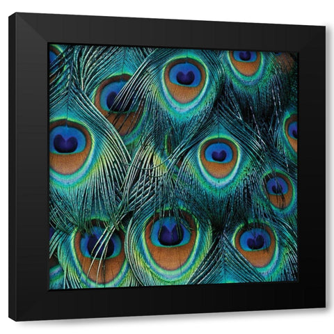 All For Show Black Modern Wood Framed Art Print by Delimont, Danita
