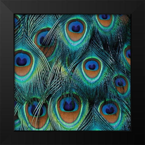 All For Show Black Modern Wood Framed Art Print by Delimont, Danita