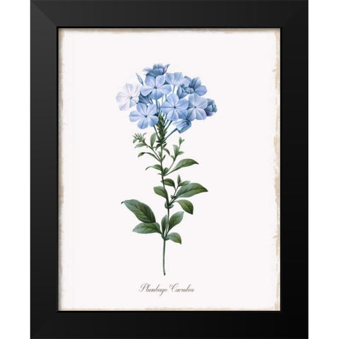 Cape Leadwort Black Modern Wood Framed Art Print by Donovan, Kelly