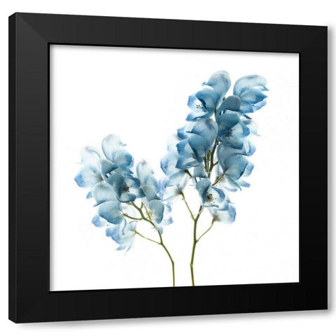 Gorgeous Blue II Black Modern Wood Framed Art Print by Delimont, Danita