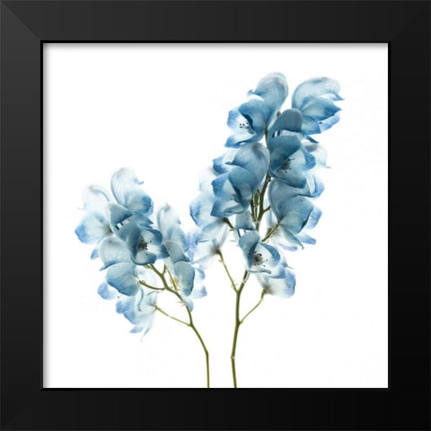 Gorgeous Blue II Black Modern Wood Framed Art Print by Delimont, Danita