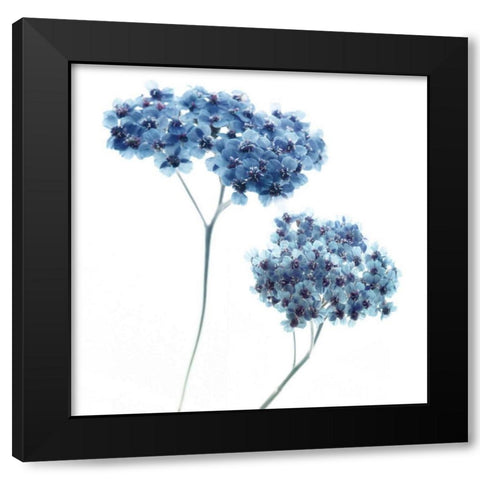 Gorgeous Blue III Black Modern Wood Framed Art Print by Delimont, Danita