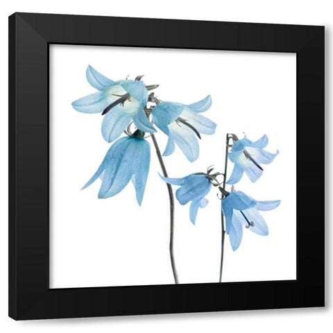 Gorgeous Blue IV Black Modern Wood Framed Art Print with Double Matting by Delimont, Danita