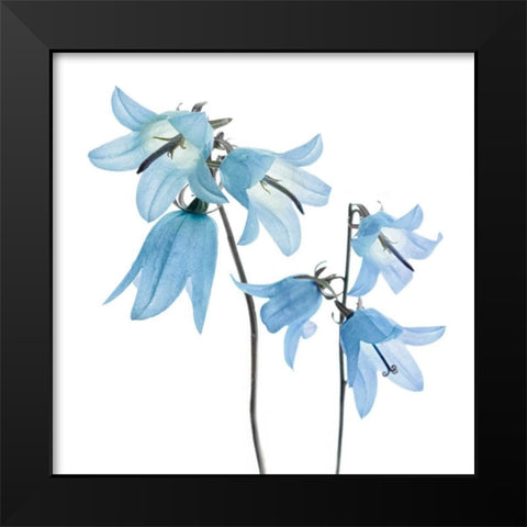 Gorgeous Blue IV Black Modern Wood Framed Art Print by Delimont, Danita