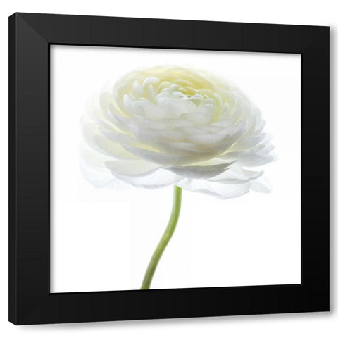 White Beauty I Black Modern Wood Framed Art Print by Delimont, Danita