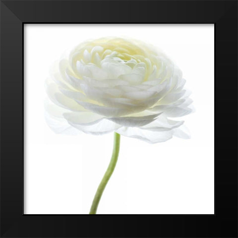 White Beauty I Black Modern Wood Framed Art Print by Delimont, Danita