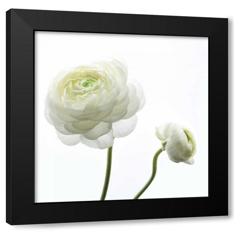 White Beauty II Black Modern Wood Framed Art Print by Delimont, Danita