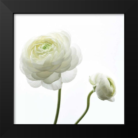 White Beauty II Black Modern Wood Framed Art Print by Delimont, Danita