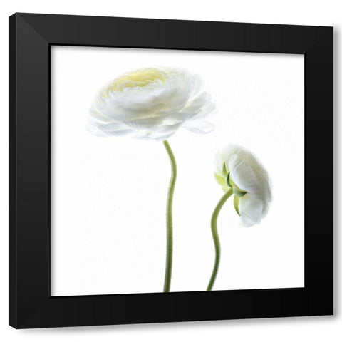 White Beauty III Black Modern Wood Framed Art Print by Delimont, Danita