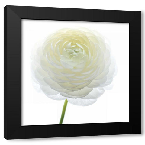 White Beauty IV Black Modern Wood Framed Art Print with Double Matting by Delimont, Danita