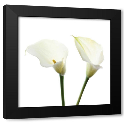 White Beauty V Black Modern Wood Framed Art Print with Double Matting by Delimont, Danita