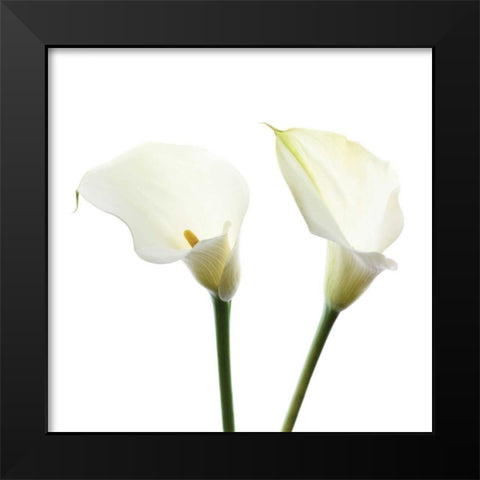 White Beauty V Black Modern Wood Framed Art Print by Delimont, Danita