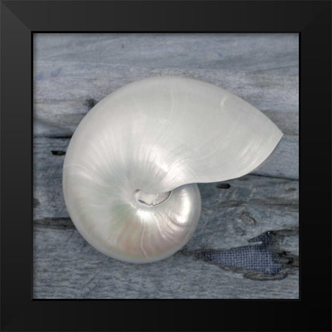 Driftwood Shell I Black Modern Wood Framed Art Print by Delimont, Danita