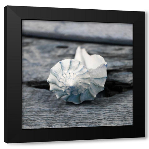 Driftwood Shell II Black Modern Wood Framed Art Print with Double Matting by Delimont, Danita