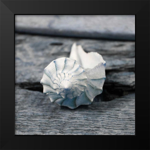 Driftwood Shell II Black Modern Wood Framed Art Print by Delimont, Danita