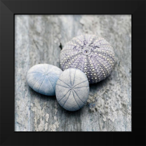 Driftwood Shell III Black Modern Wood Framed Art Print by Delimont, Danita