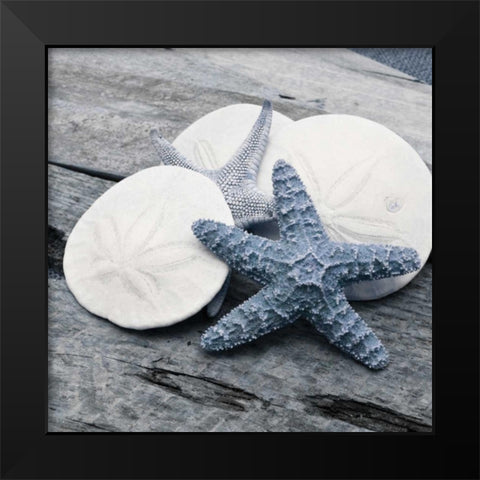 Driftwood Shell IV Black Modern Wood Framed Art Print by Delimont, Danita