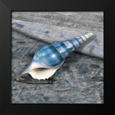 Driftwood Shell V Black Modern Wood Framed Art Print by Delimont, Danita