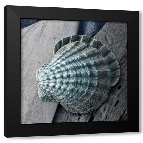 Driftwood Shell VII Black Modern Wood Framed Art Print by Delimont, Danita
