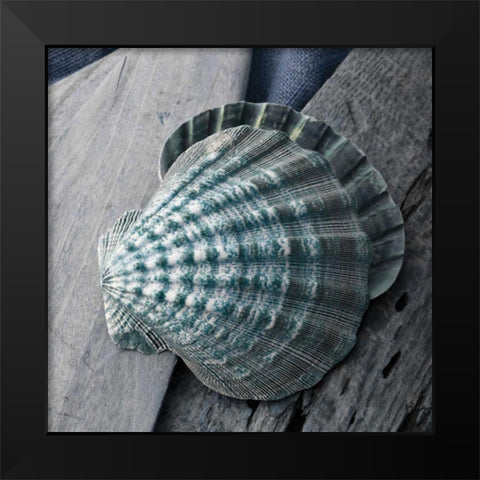 Driftwood Shell VII Black Modern Wood Framed Art Print by Delimont, Danita