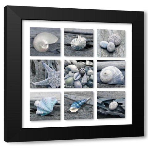Driftwood Shell Black Modern Wood Framed Art Print with Double Matting by Delimont, Danita
