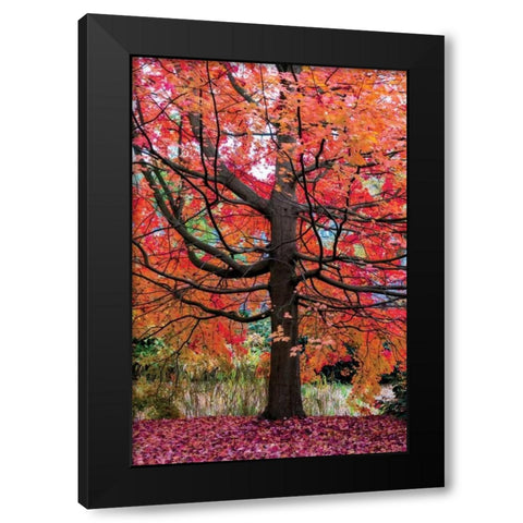 Marvelous Maple Black Modern Wood Framed Art Print by Van de Goor, Lars