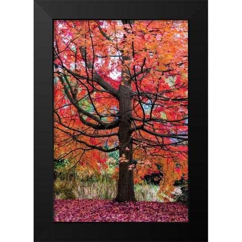 Marvelous Maple Black Modern Wood Framed Art Print by Van de Goor, Lars