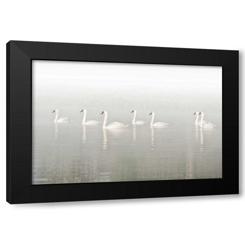 Seven Swans Black Modern Wood Framed Art Print with Double Matting by Van de Goor, Lars