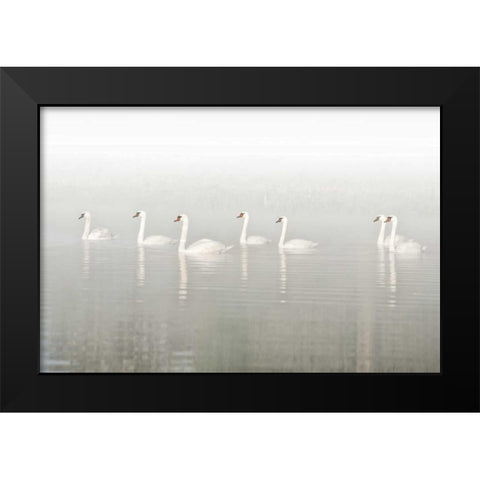Seven Swans Black Modern Wood Framed Art Print by Van de Goor, Lars