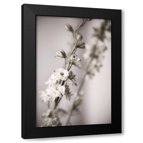 Jardin dArgent I Black Modern Wood Framed Art Print by Delimont, Danita