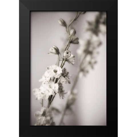 Jardin dArgent I Black Modern Wood Framed Art Print by Delimont, Danita