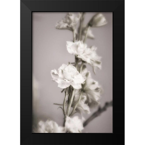 Jardin dArgent II Black Modern Wood Framed Art Print by Delimont, Danita