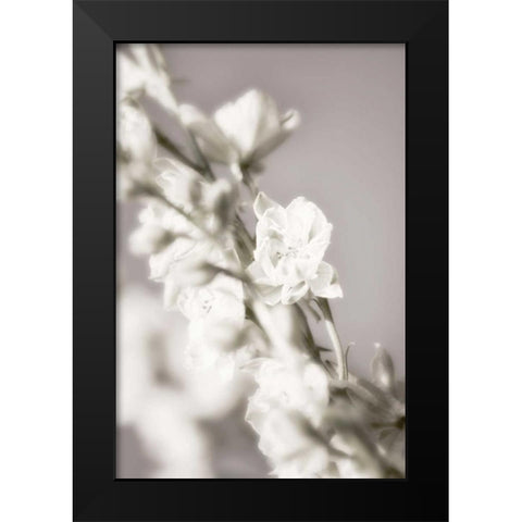 Jardin dArgent III Black Modern Wood Framed Art Print by Delimont, Danita