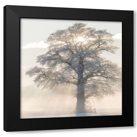 Winter King Black Modern Wood Framed Art Print with Double Matting by Van de Goor, Lars