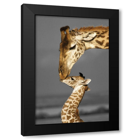 Masai Mara Giraffe Black Modern Wood Framed Art Print with Double Matting by Delimont, Danita