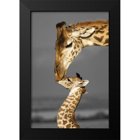 Masai Mara Giraffe Black Modern Wood Framed Art Print by Delimont, Danita
