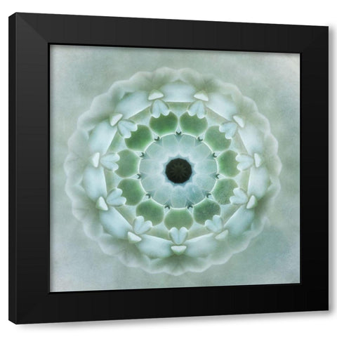 Kaleidoscope Succulent II Black Modern Wood Framed Art Print with Double Matting by Weisz, Irene