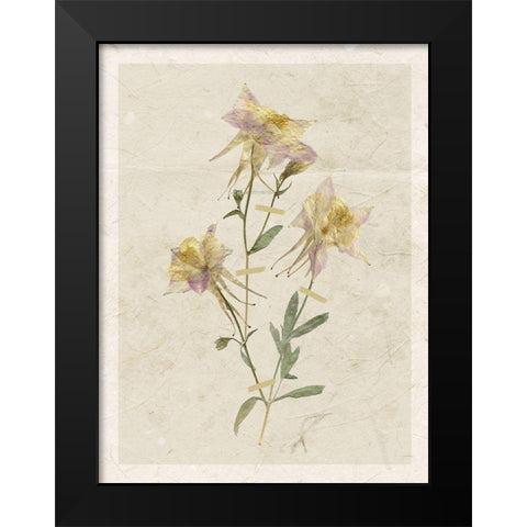 Pressed Columbine Black Modern Wood Framed Art Print by Robinson, Carol
