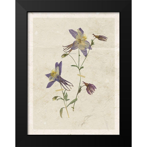Pressed Columbine Black Modern Wood Framed Art Print by Robinson, Carol