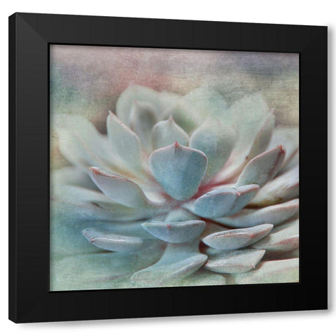Pastel Succulent I Black Modern Wood Framed Art Print with Double Matting by Weisz, Irene
