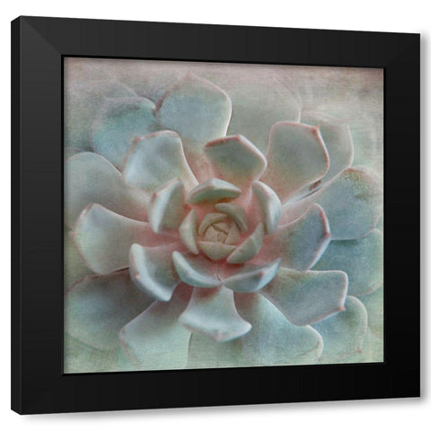 Pastel Succulent II Black Modern Wood Framed Art Print with Double Matting by Weisz, Irene