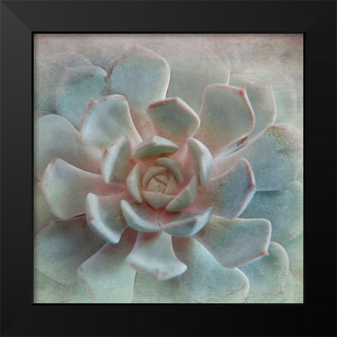 Pastel Succulent II Black Modern Wood Framed Art Print by Weisz, Irene