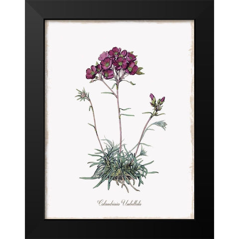 Botanical Black Modern Wood Framed Art Print by Donovan, Kelly